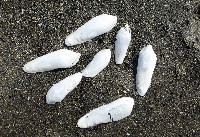 馬尼拉鷗蛤藏品圖，第7張