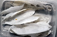 馬尼拉鷗蛤藏品圖，第8張