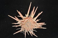 美麗新平海膽藏品圖，第2張