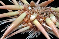 美麗新平海膽藏品圖，第4張