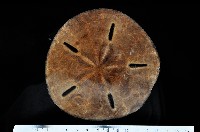 曼氏星盾(孔楯)海膽藏品圖，第1張