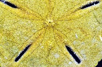曼氏星盾(孔楯)海膽藏品圖，第2張