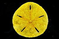 曼氏星盾(孔楯)海膽藏品圖，第3張