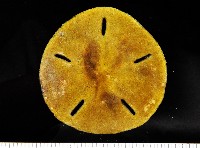 曼氏星盾(孔楯)海膽藏品圖，第4張