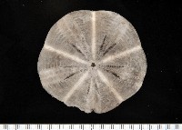 扁平蛛網海膽藏品圖，第1張