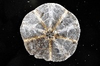 扁平蛛網海膽藏品圖，第4張