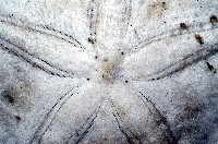 雷氏餅海膽藏品圖，第4張