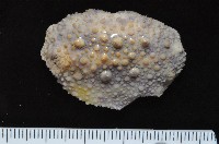 日本石磺海蛞蝓藏品圖，第1張