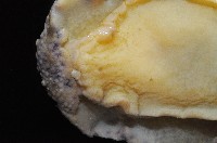 日本石磺海蛞蝓藏品圖，第3張