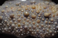 日本石磺海蛞蝓藏品圖，第4張
