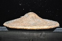 富士餅乾海膽藏品圖，第2張