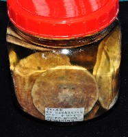 富士餅乾海膽藏品圖，第4張
