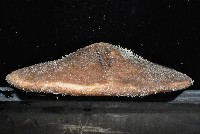 富士餅乾海膽藏品圖，第5張