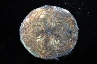富士餅乾海膽藏品圖，第8張