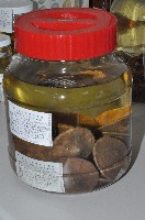 富士餅乾海膽藏品圖，第1張