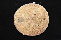富士餅乾海膽藏品圖，第8張