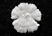 裂盤蕈杯珊瑚藏品圖，第3張