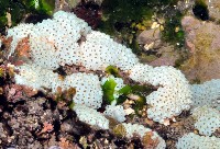 海綿多囊海鞘藏品圖，第2張
