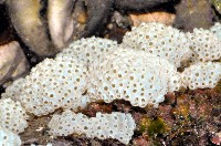 海綿多囊海鞘藏品圖，第3張