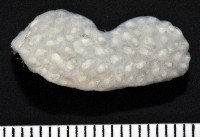 海綿多囊海鞘藏品圖，第4張