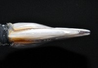 茗荷藏品圖，第4張