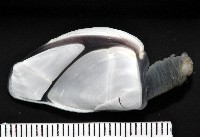 龜茗荷藏品圖，第2張
