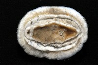 琉球花棘石鱉(琉球駝石鱉)藏品圖，第4張