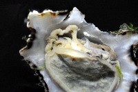 鵜足青螺藏品圖，第4張