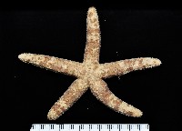 顆粒蛇海星藏品圖，第1張