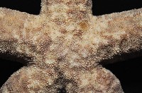 顆粒蛇海星藏品圖，第2張