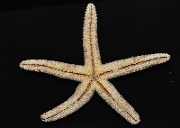 顆粒蛇海星藏品圖，第4張