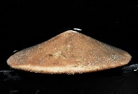 富士餅乾海膽藏品圖，第2張