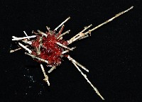 變異組頭帕藏品圖，第3張