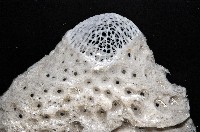 未知種拂子偕海綿藏品圖，第2張
