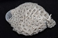 未知種拂子偕海綿藏品圖，第3張