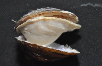 台灣蜆藏品圖，第3張