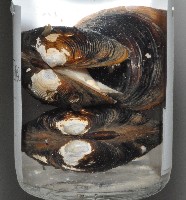 台灣蜆藏品圖，第7張
