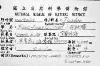 小枇杷螺藏品圖，第8張
