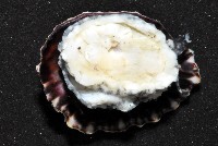 網紋松螺藏品圖，第7張