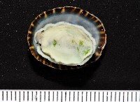 花青螺藏品圖，第6張