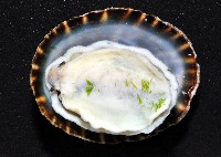 花青螺藏品圖，第7張