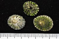 登錄號:007474-00019藏品圖，第4張