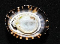登錄號:007474-00019藏品圖，第6張