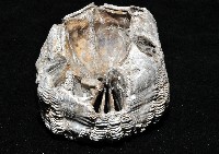 桶冠鯨藤壺藏品圖，第2張