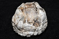 桶冠鯨藤壺藏品圖，第3張