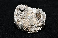 桶冠鯨藤壺藏品圖，第4張