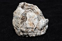 桶冠鯨藤壺藏品圖，第5張