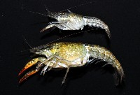 克氏原喇蛄藏品圖，第4張