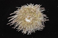細雕刻肋海膽藏品圖，第2張