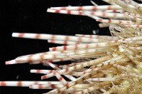細雕刻肋海膽藏品圖，第3張